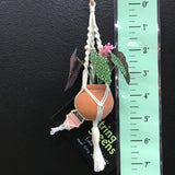 String Greens Mini Faux Polka Dot Begonia