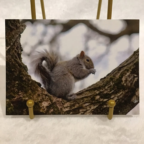 Alexa PM Photography Gray Squirrel Postcard