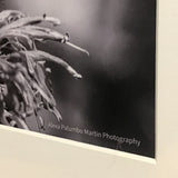 Alexa PM Photography Framed Black & White Bee 8x10 Matted Photo Print