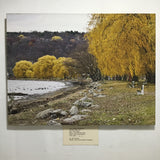 "Stewart Park Willows" Photo on Canvas by Carl Schofield