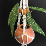 String Greens Mini Faux Polka Dot Begonia