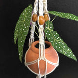 String Greens Mini Faux Polka Dot Begonia
