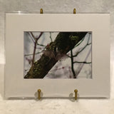 Alexa PM Photography Chickadee 8x10 Matted Photo Print