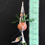 String Greens Mini Faux Staghorn Fern