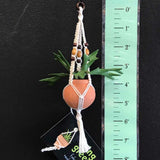 String Greens Mini Faux Staghorn Fern