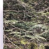 Six Mile Creek Gorge Photo on Canvas by Carl Schofield