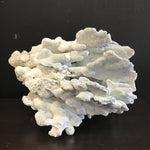 Blue Ridge Coral Specimen