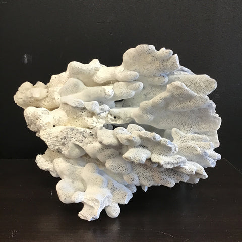 Blue Ridge Coral Specimen