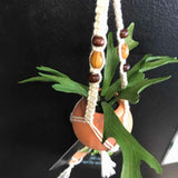 String Greens Mini Faux Staghorn Fern