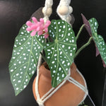 String Greens Mini Faux Polka Dot Begonia
