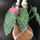 String Greens Mini Faux Polka Dot Begonia
