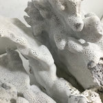 Blue Ridge Coral Specimen