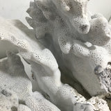 Blue Ridge Coral Specimen