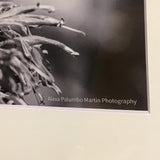 Alexa PM Photography Black & White Bee 8x10 Matted Photo Print