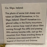 Alexa PM Photography Irish Sheep 8x10 Matted Photo Print