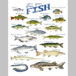 Marika Chew "New York State Fish" 9x12 Signed Art Print