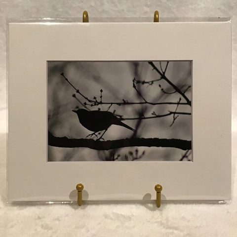 Alexa PM Photography Black & White Bird Silhouette 8x10 Matted Photo Print