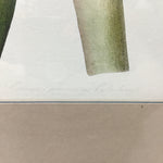 Vintage "Crinum govenium hybridum" Lily Print