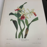 Folio of 2nd Edition "Portraits of Orchids" by Andrey Avinoff