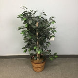 Faux Fig Plant