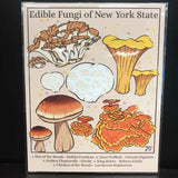 Rachel Feirman "Edible Fungi of New York State" 8x10 Digital Art Print