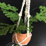 String Greens Mini Faux Plumosa/Asparagus Fern