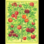 Andrea Strongwater "Cornell Apples" 8x10 Print in 12x16 Matting