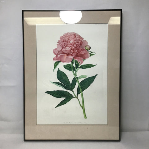 Vintage "The Double Sweet Scented Peony" Print