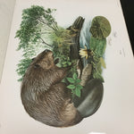 Folio of 1st Edition "Mammals of North America" by Richard Timm