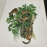Folio of 1st Edition "Mammals of North America" by Richard Timm