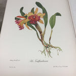 Folio of 2nd Edition "Portraits of Orchids" by Andrey Avinoff